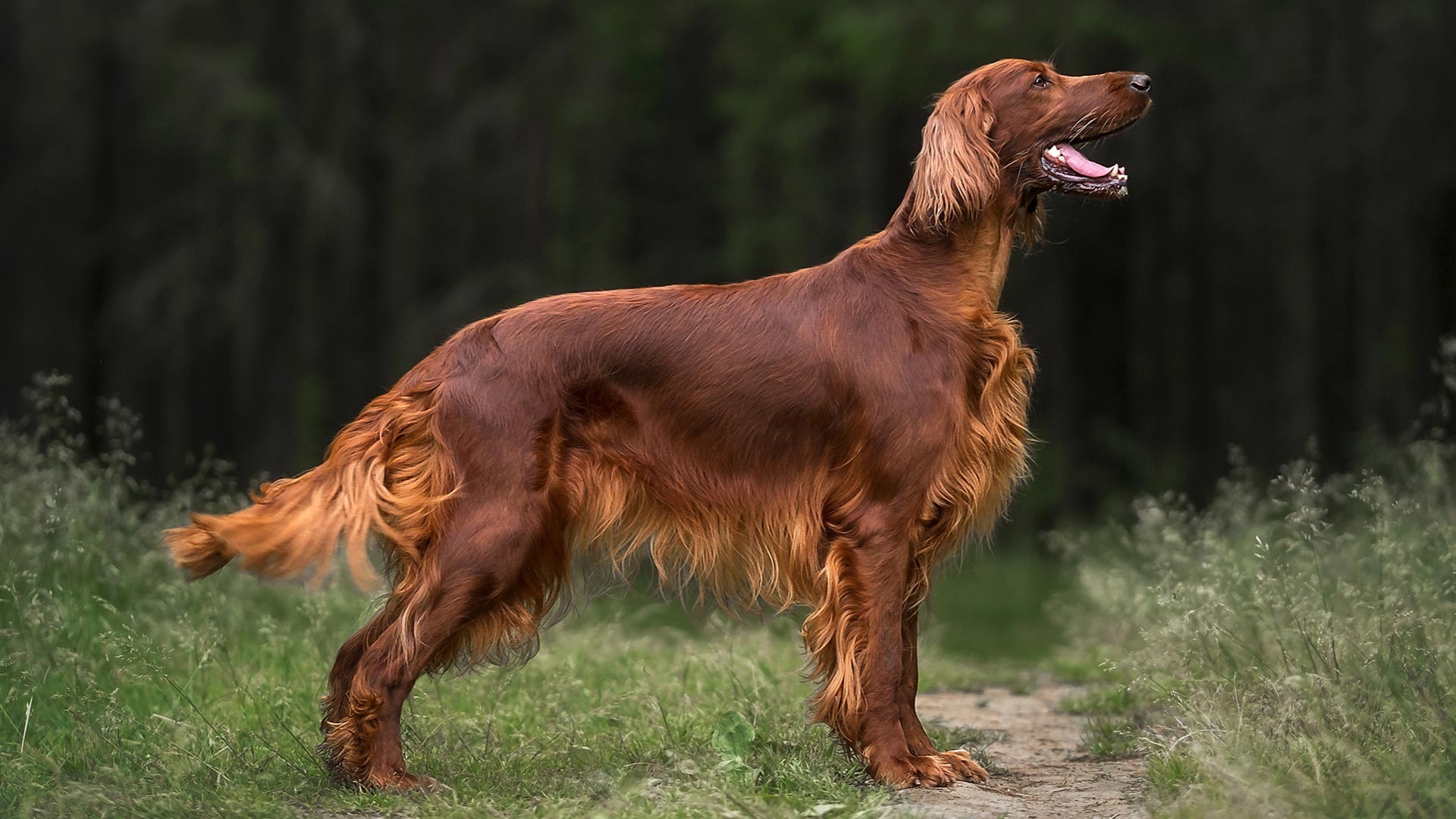 Irish Setter | AKC.tv