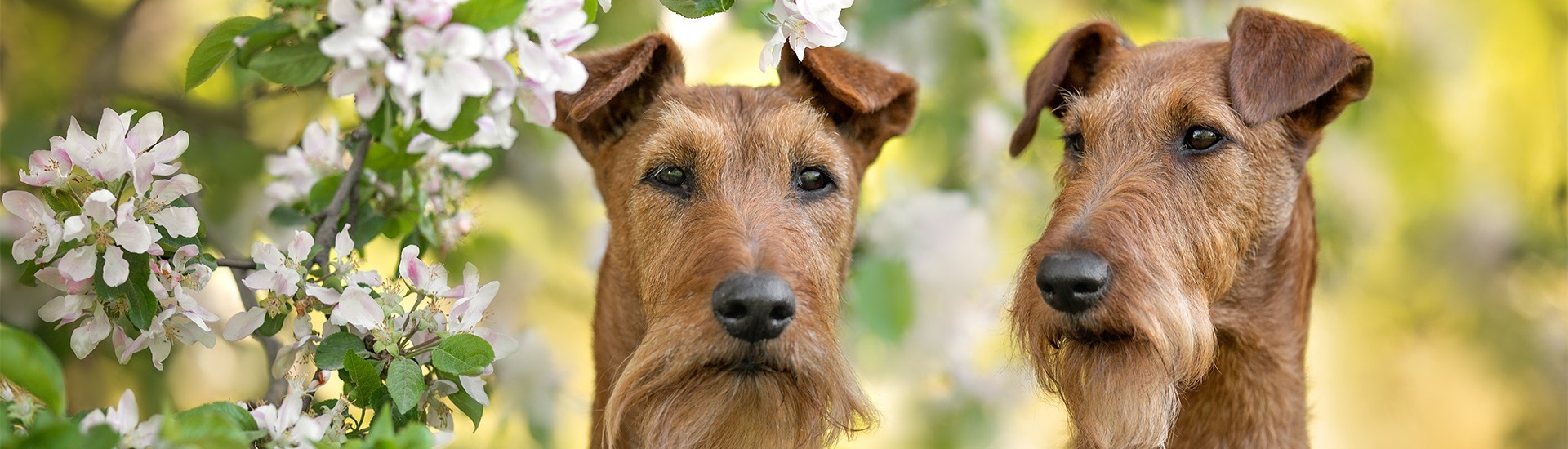 are irish terriers good hunting dogs