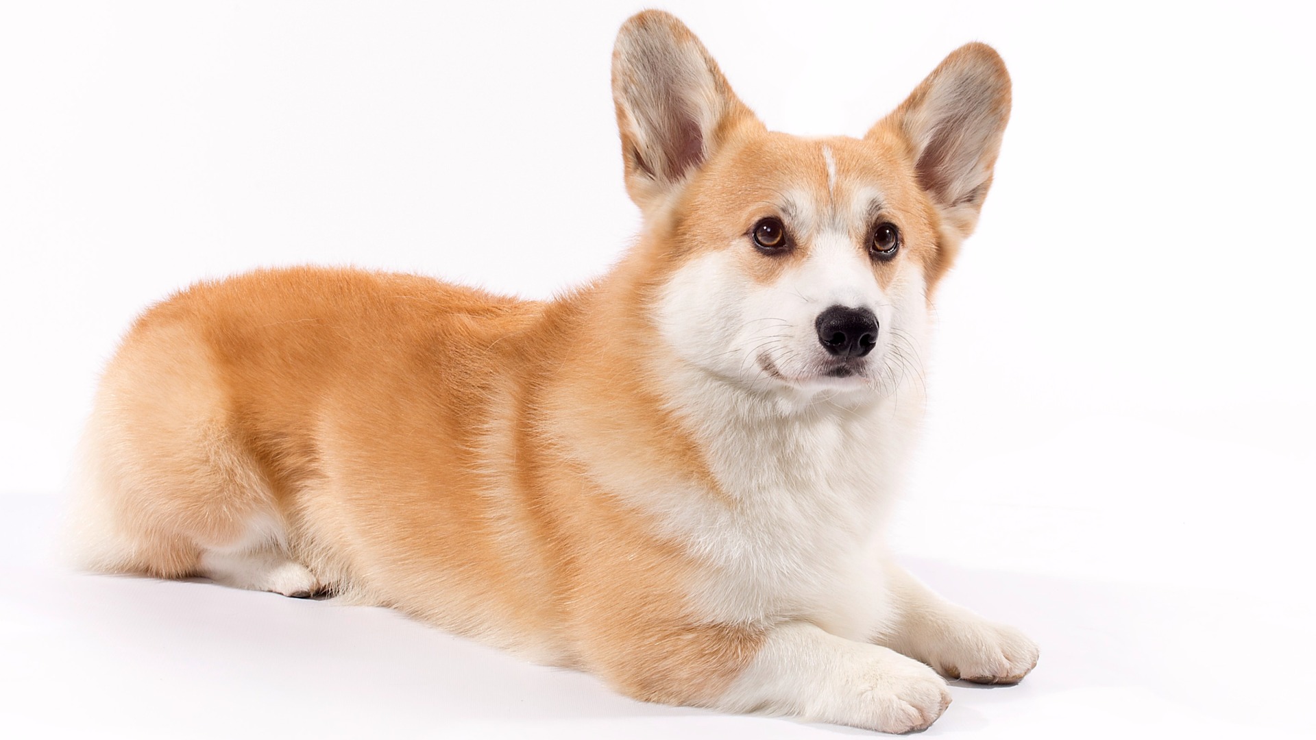 AKC.TV | Pembroke Welsh Corgi