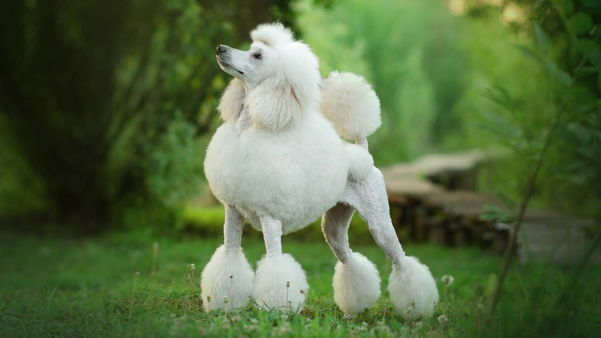 AKC.TV | Poodle