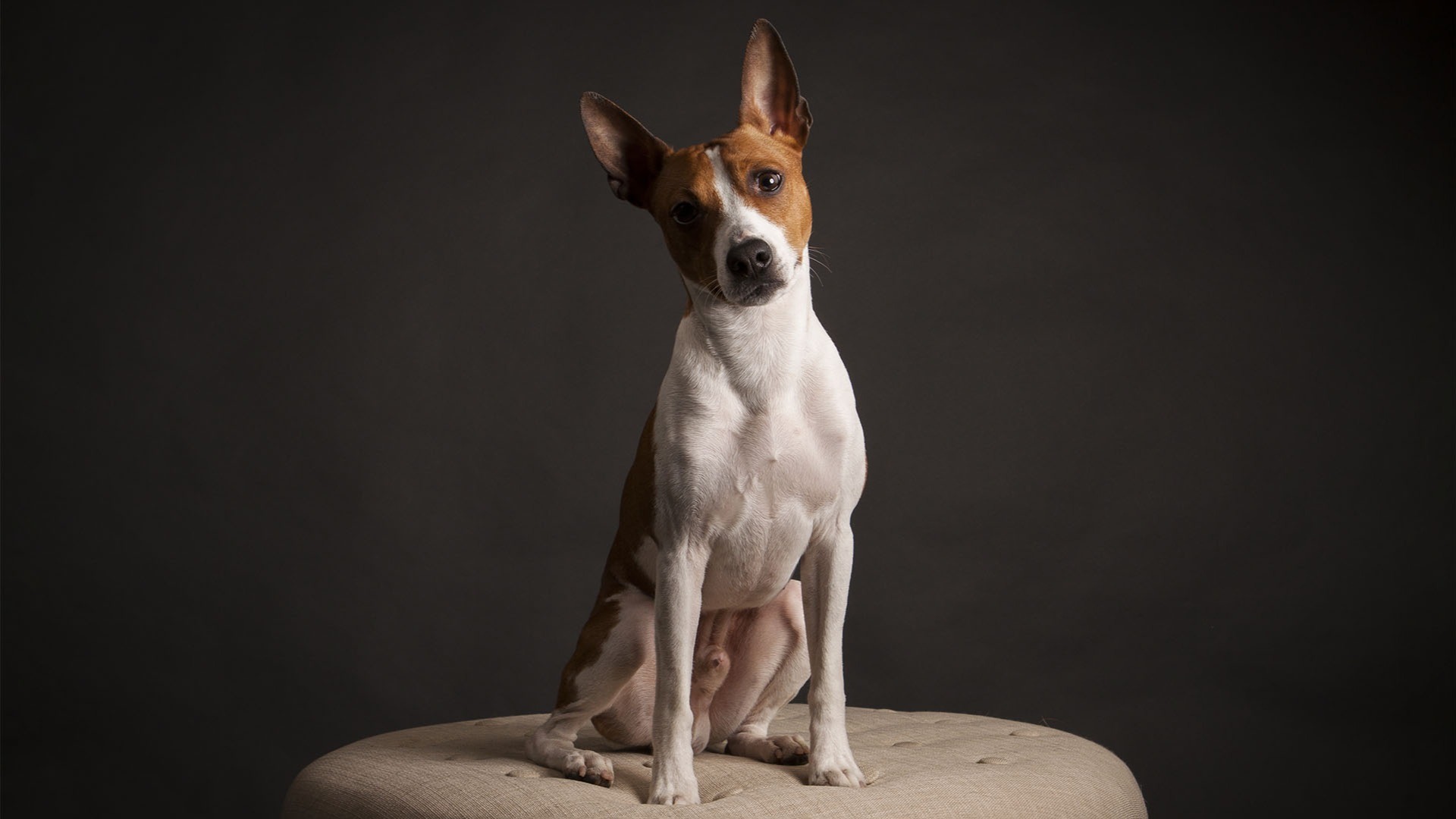 Akc store rat terrier