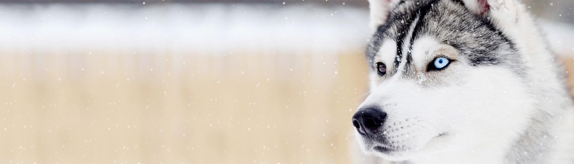 Siberian Husky | AKC.tv