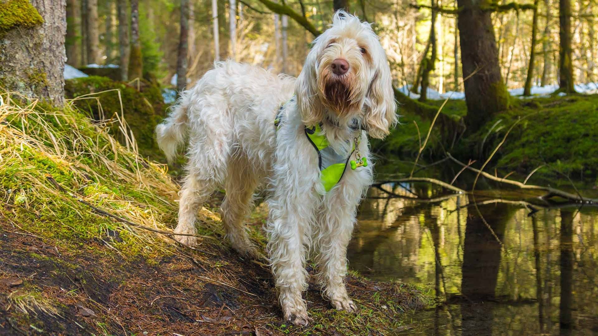 Akc spinone hot sale italiano