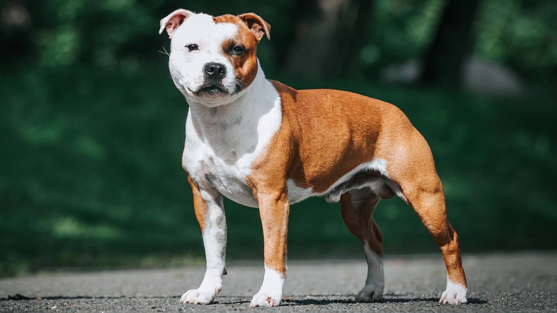 Staffordshire Bull Terrier AKC tv