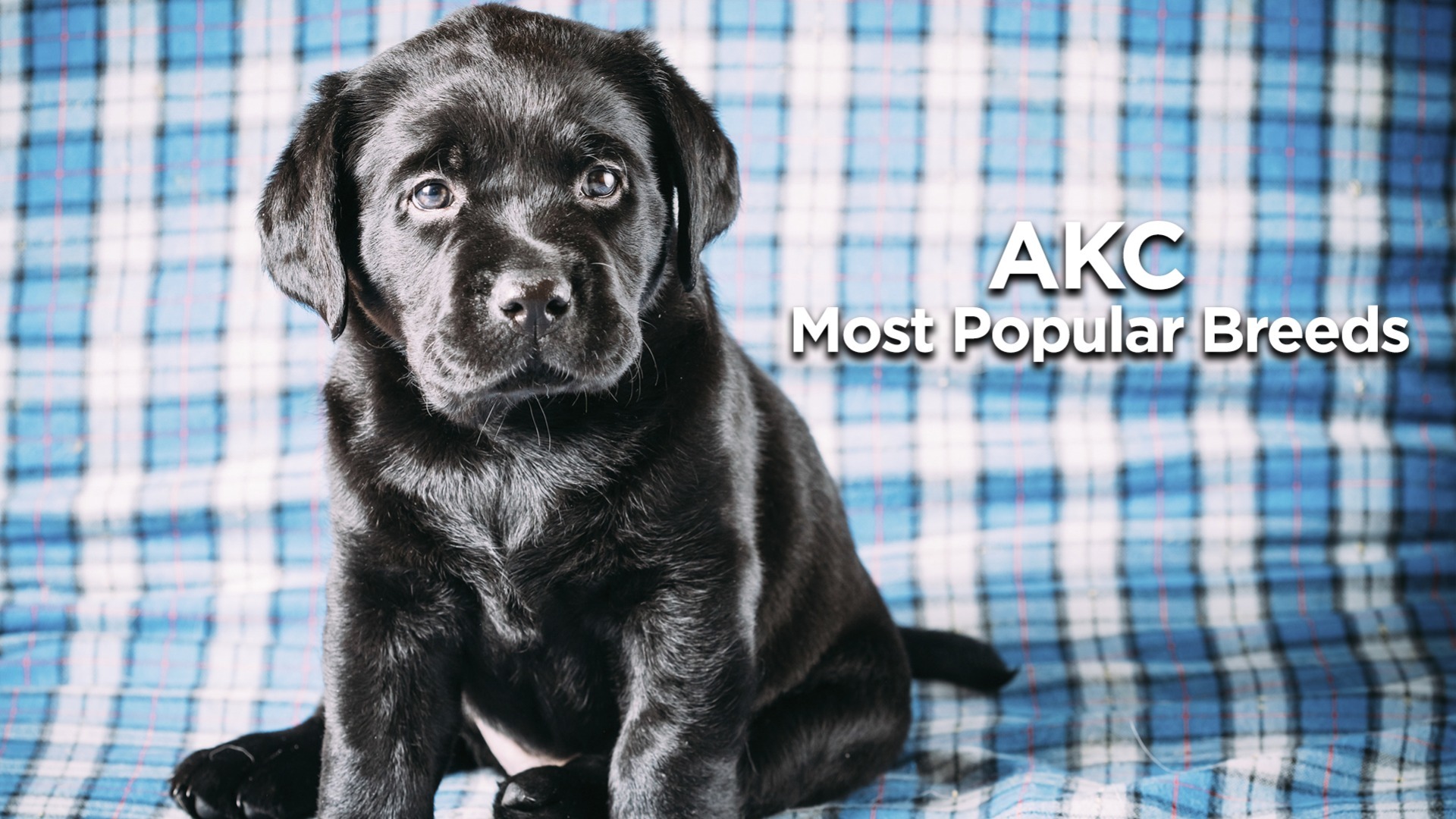 AKC Most Popular Breeds AKC.tv