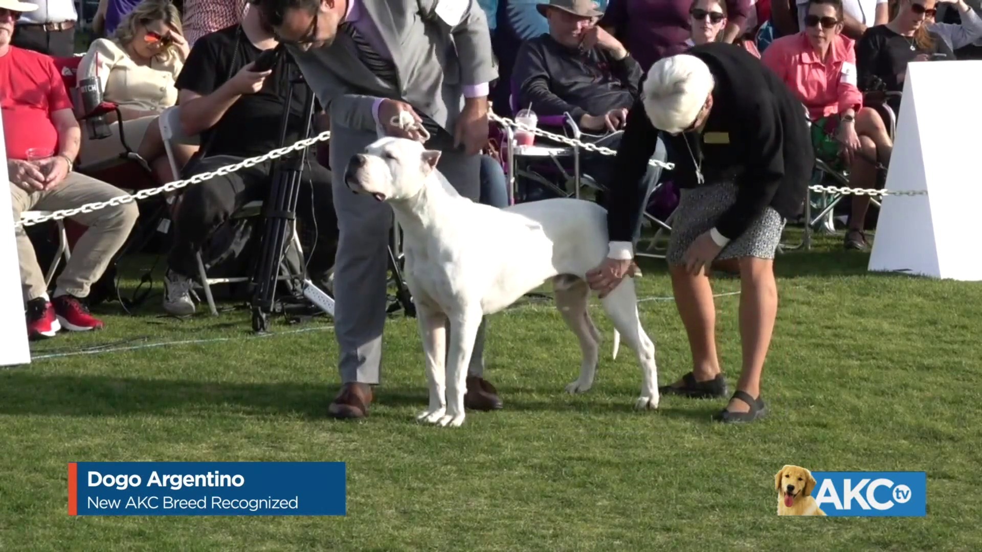 AKC New Breeds Recognized Barbet and Dogo Argentino AKC.tv