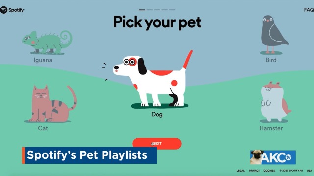 ava large breed junior