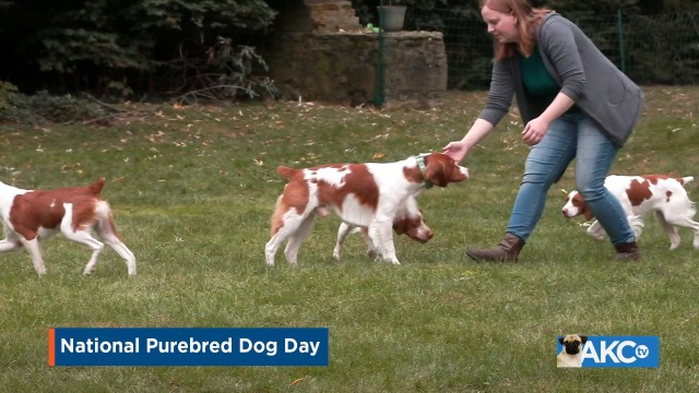 national purebred dog day 2019