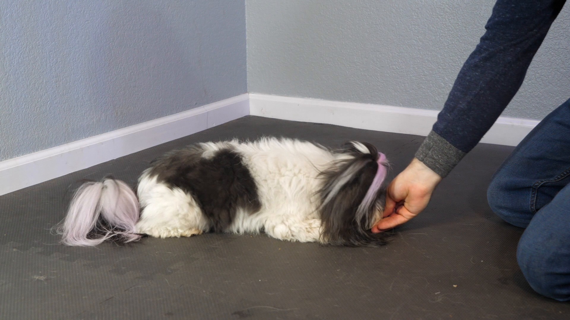 Teach Your Dog To Push Up AKC.tv