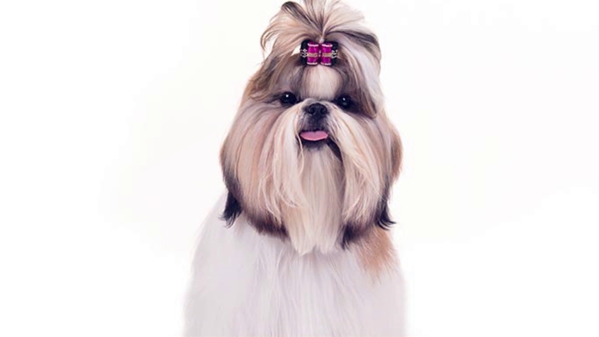 AKC.TV | Shih Tzu