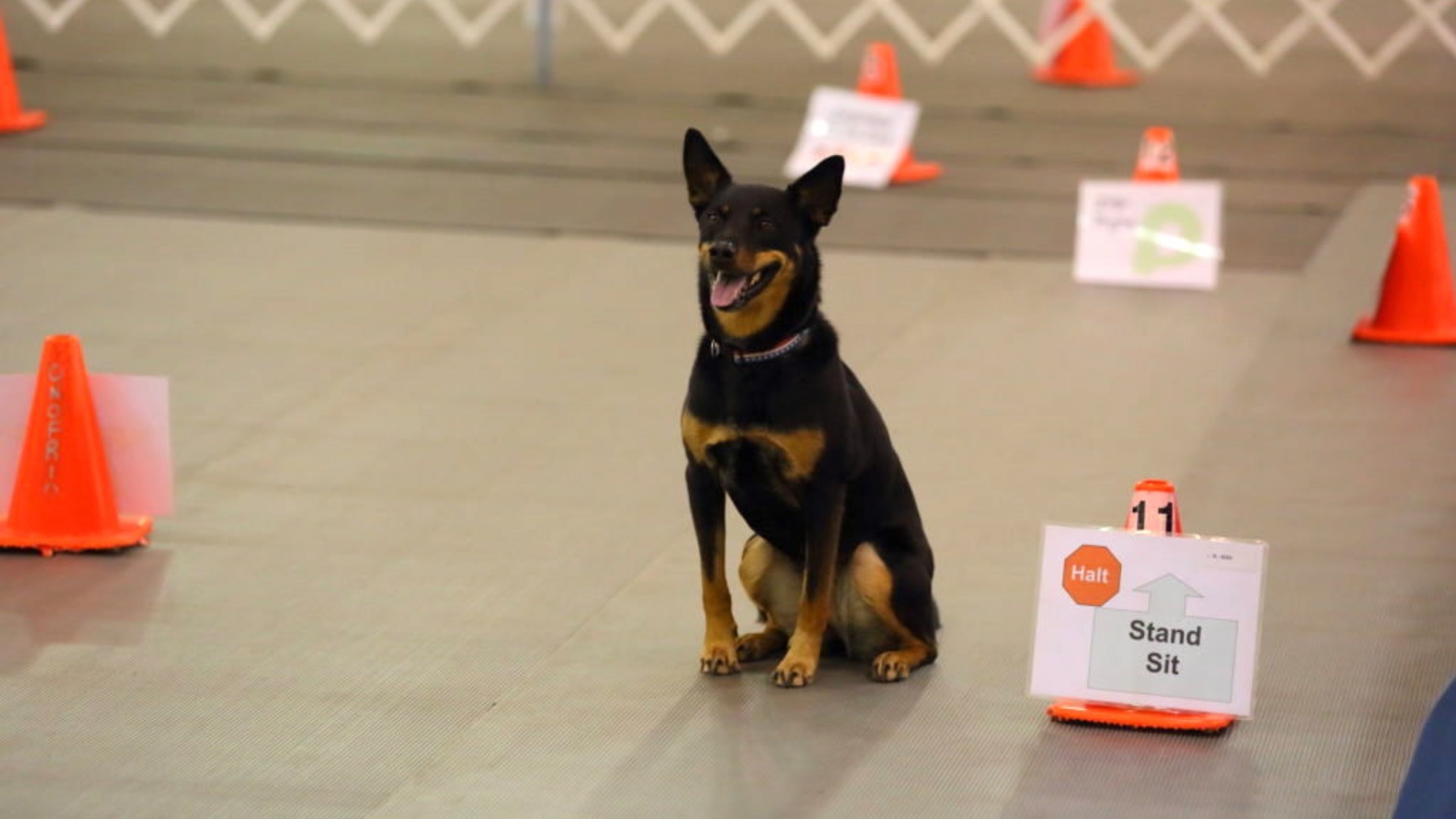 Obedience & Rally Road To The National Championship Presented By