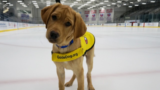 Guide Dog Raised By New York Islanders Matched with Paralympian