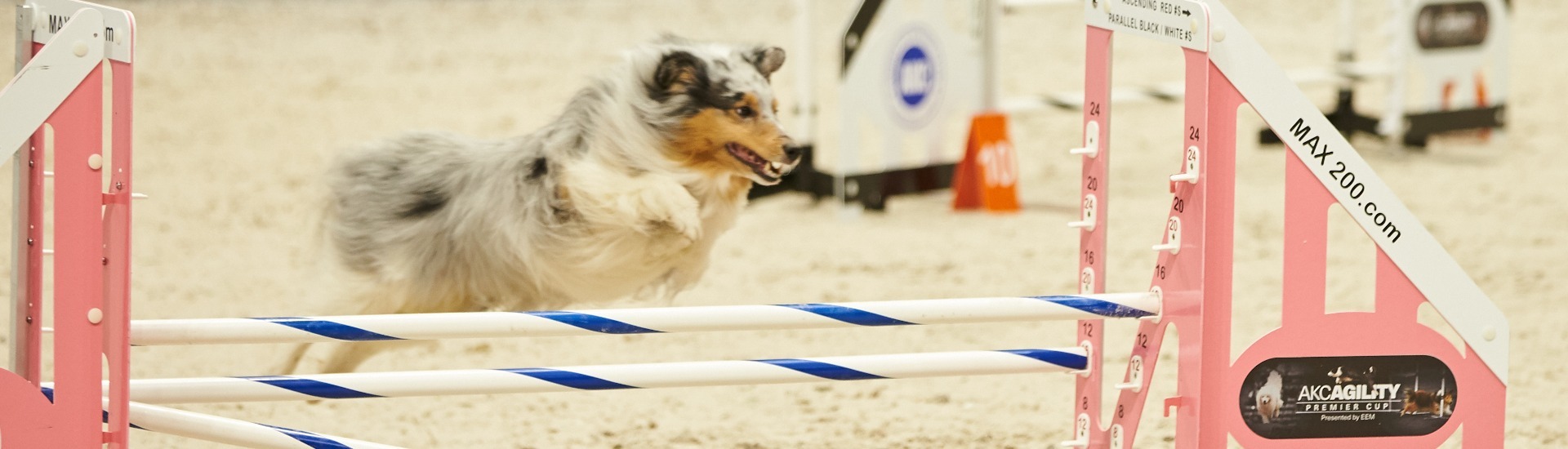 2020 AKC Agility Invitational AKC.tv