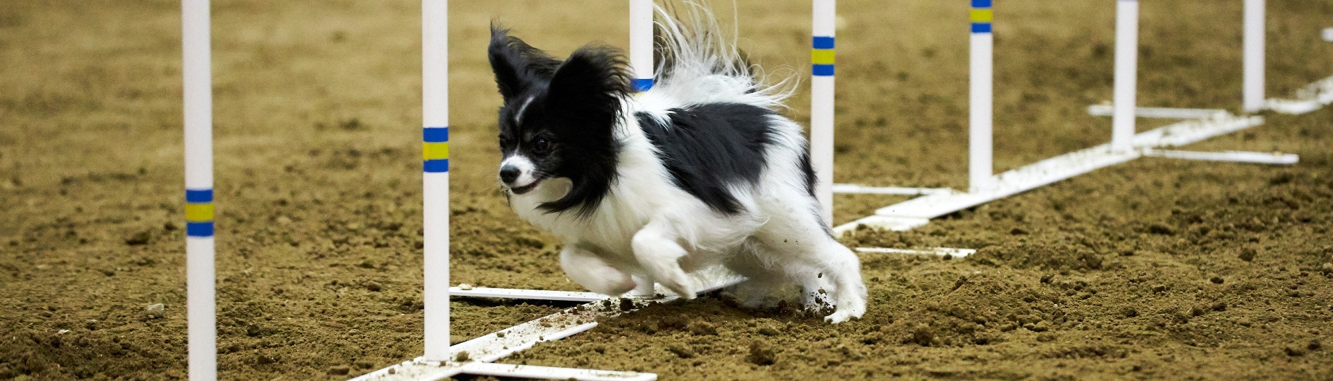 2021 AKC National Agility Championship AKC.tv