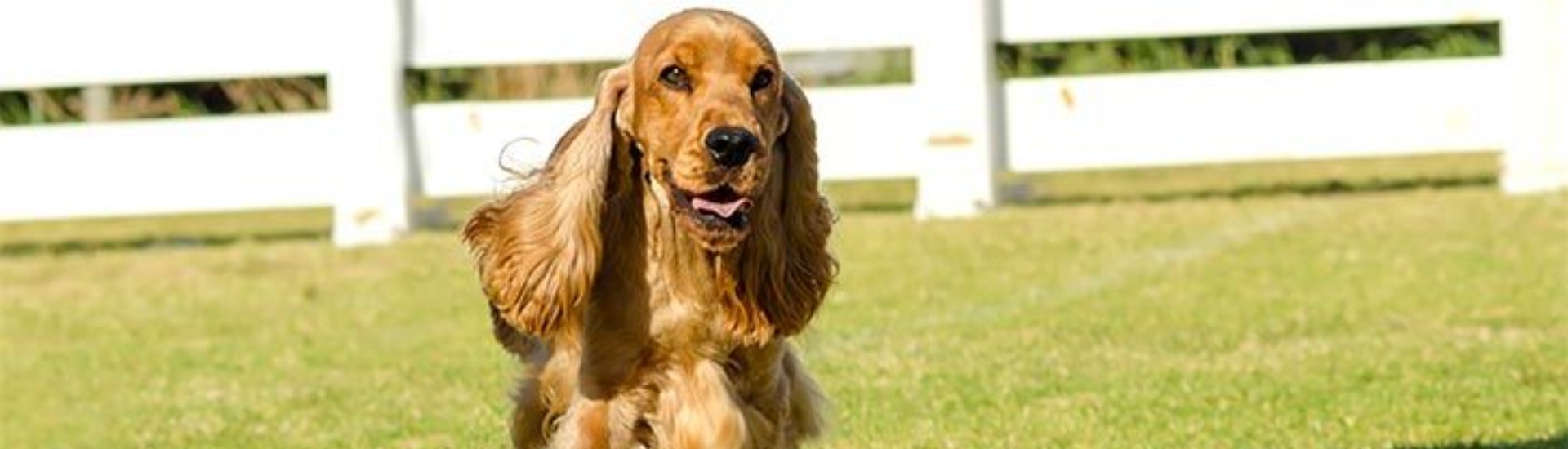 English cocker spaniel hot sale club of america