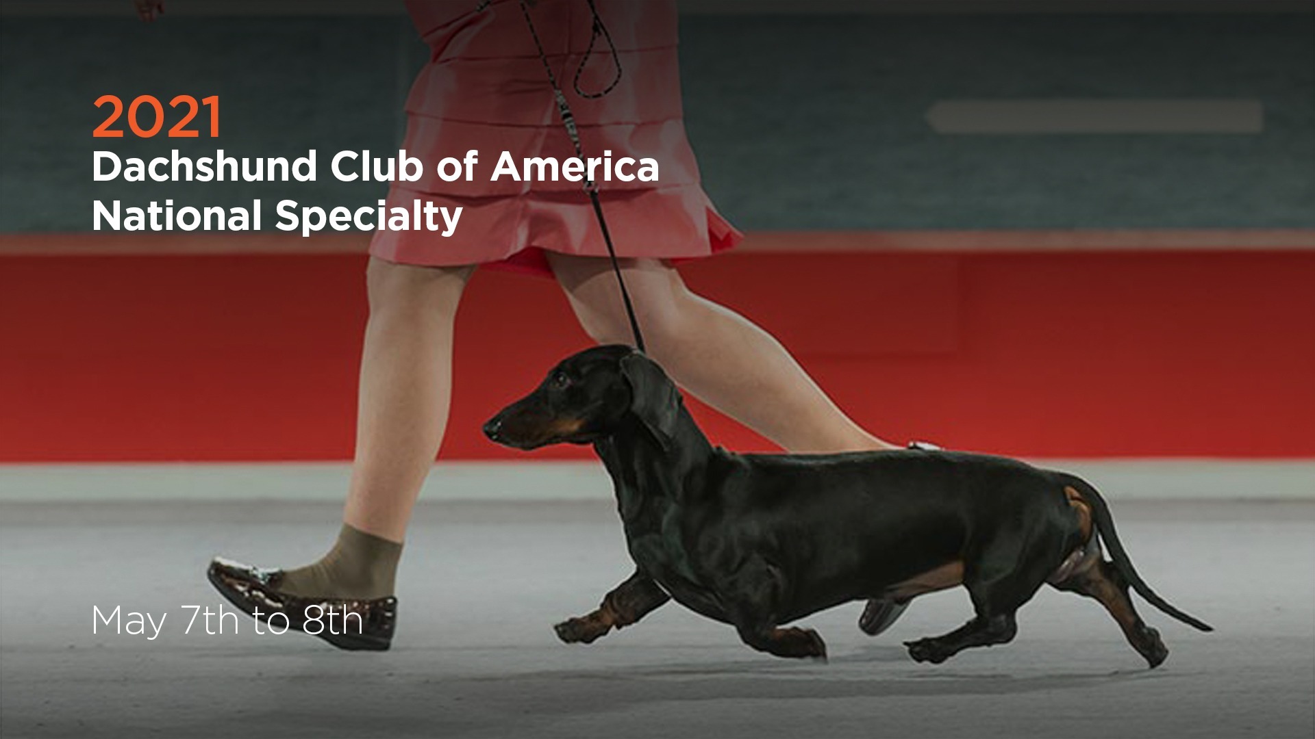 Dachshund club hot sale