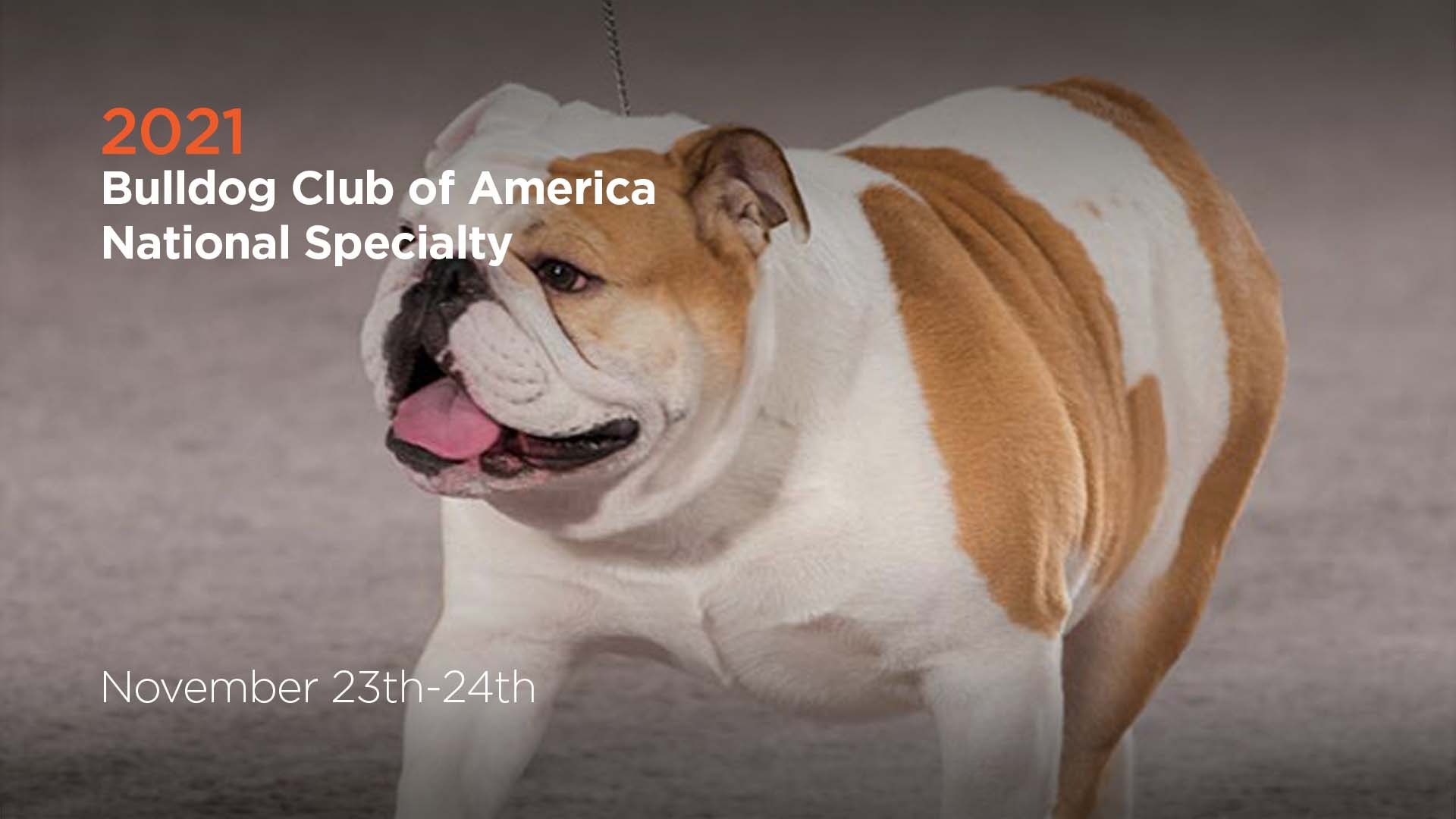  : 2021 Bulldog Club of America National Specialty