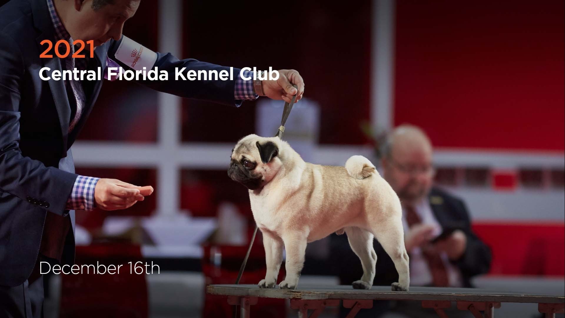 2021 Central Florida Kennel Club AllBreed Show AKC.tv