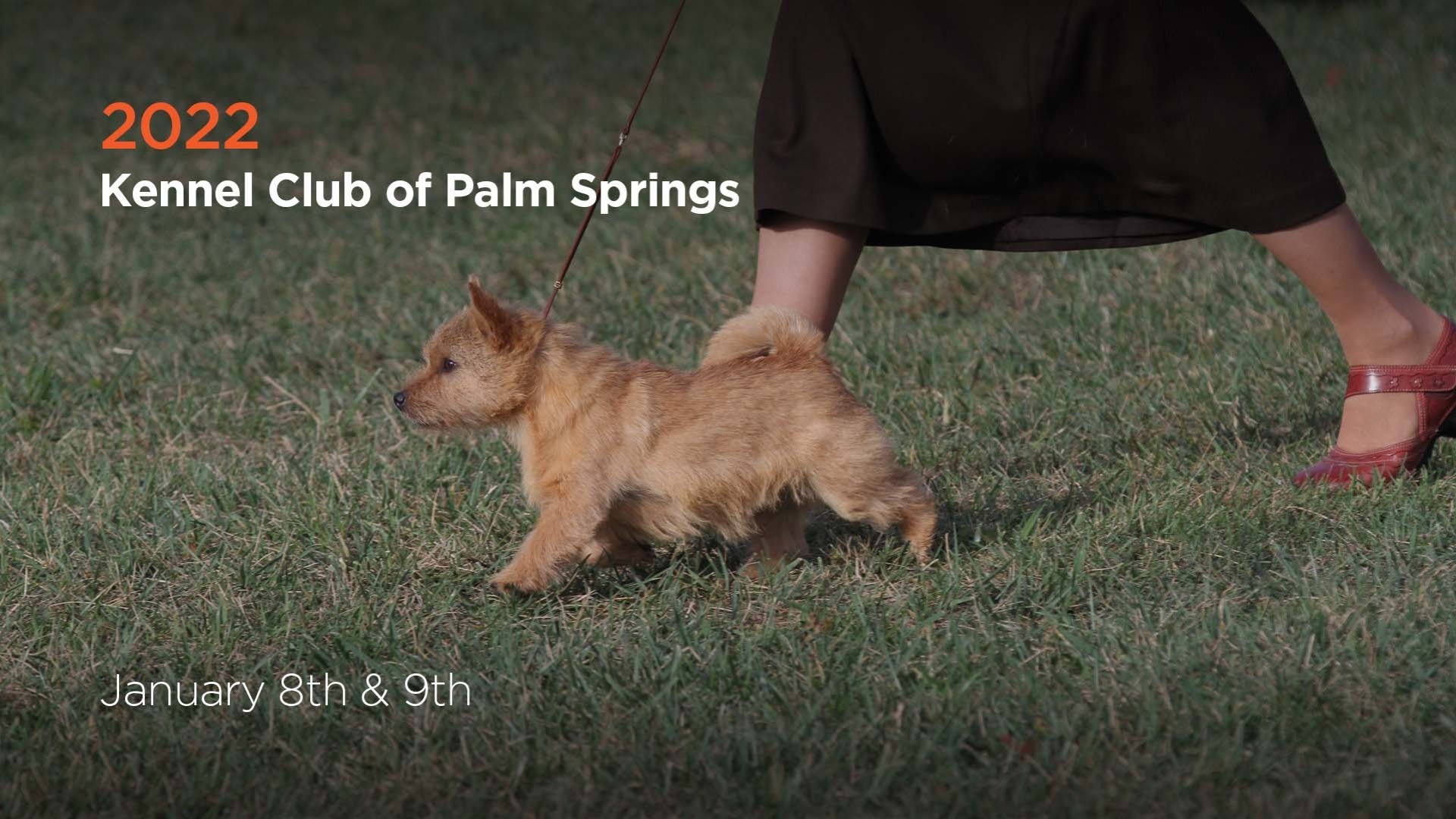 2022 Kennel Club of Palm Springs AKC.tv